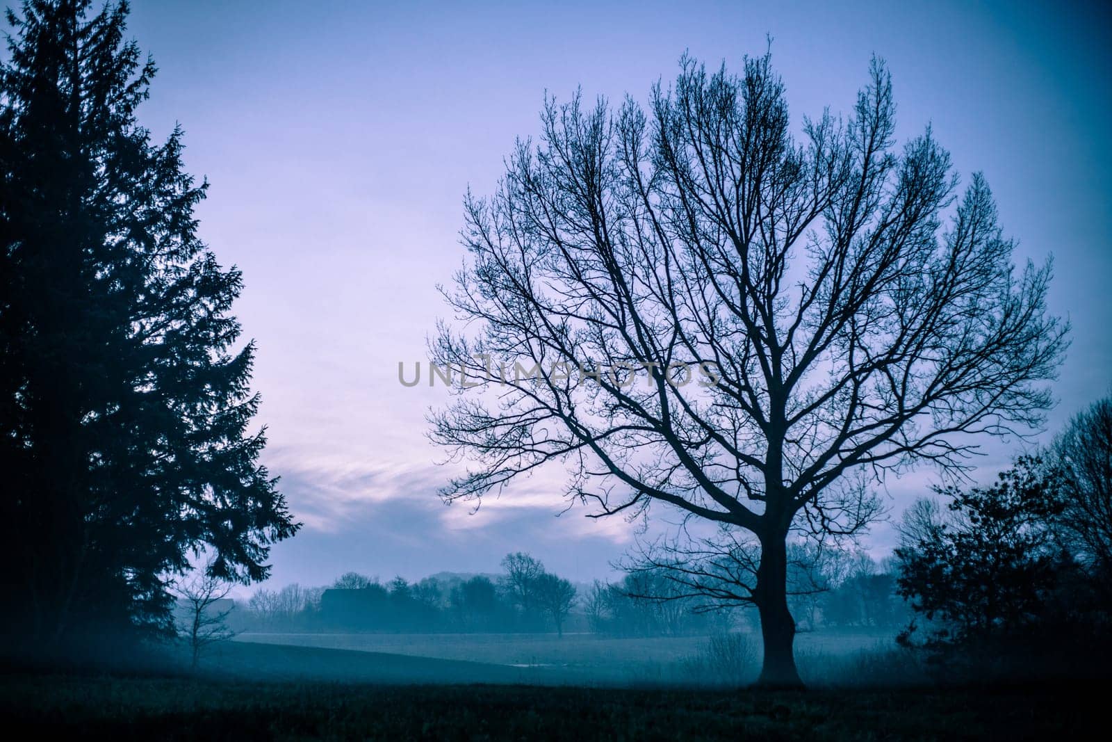 Magical morning mist foliage on a beautiful countryside scenery landscape