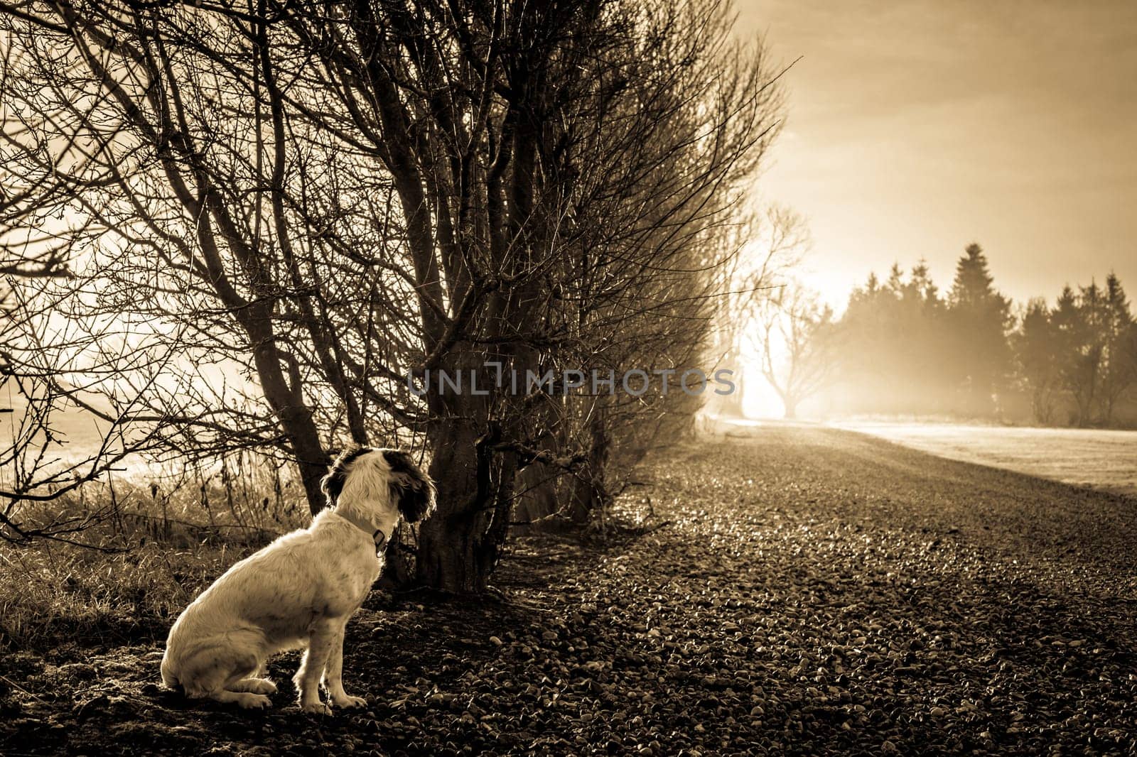Cute Cocker Spaniel dog looking at sunlight at the end of the road