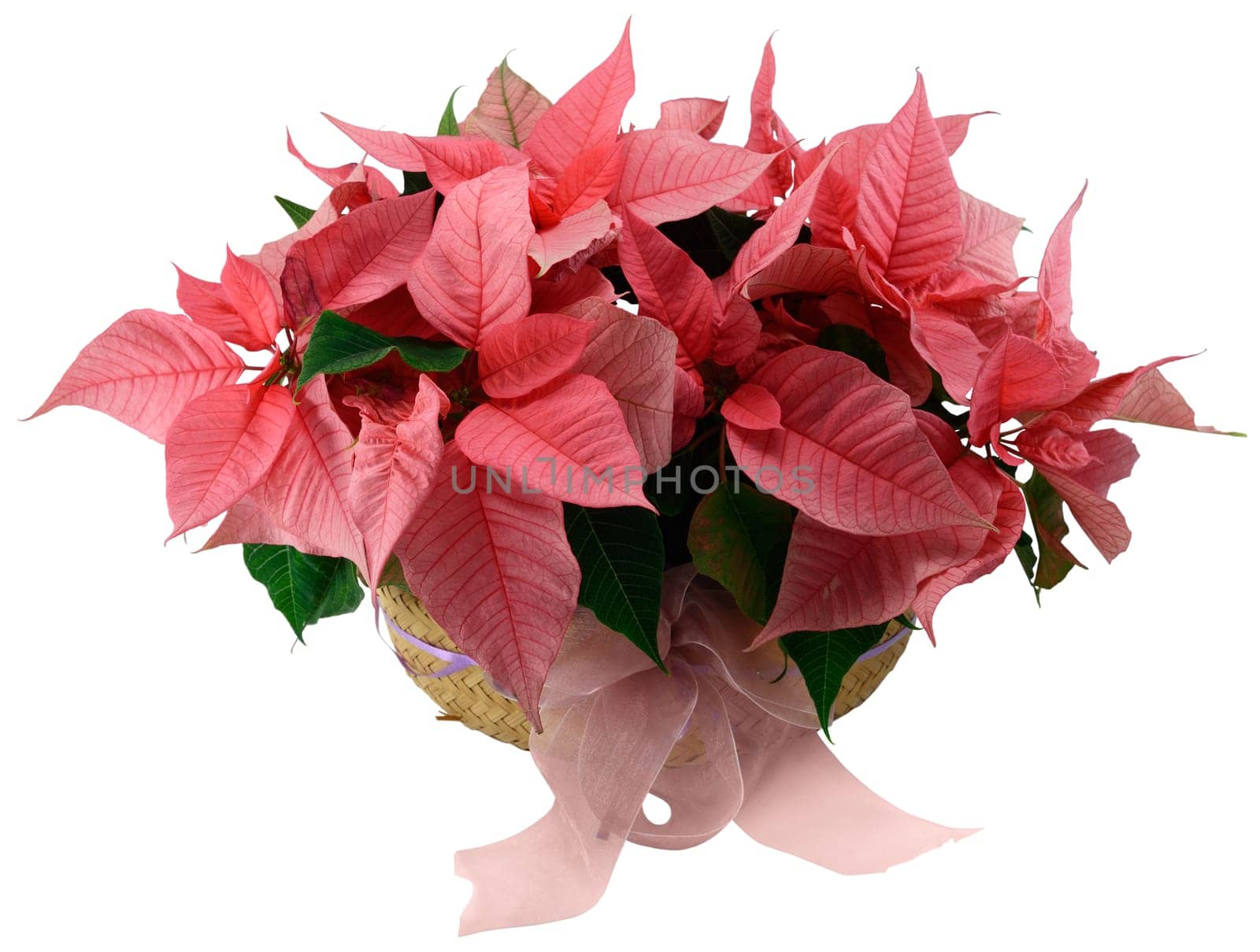 Poinsettia flower arrangement in a wicker basket isolated on white.
