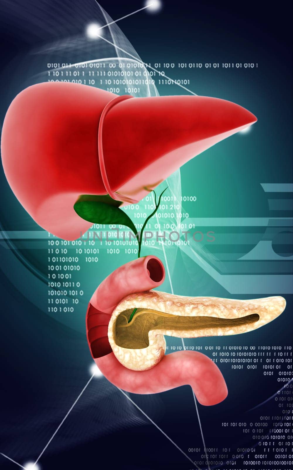 Digital illustration of Pancreas and Liver in colour background
