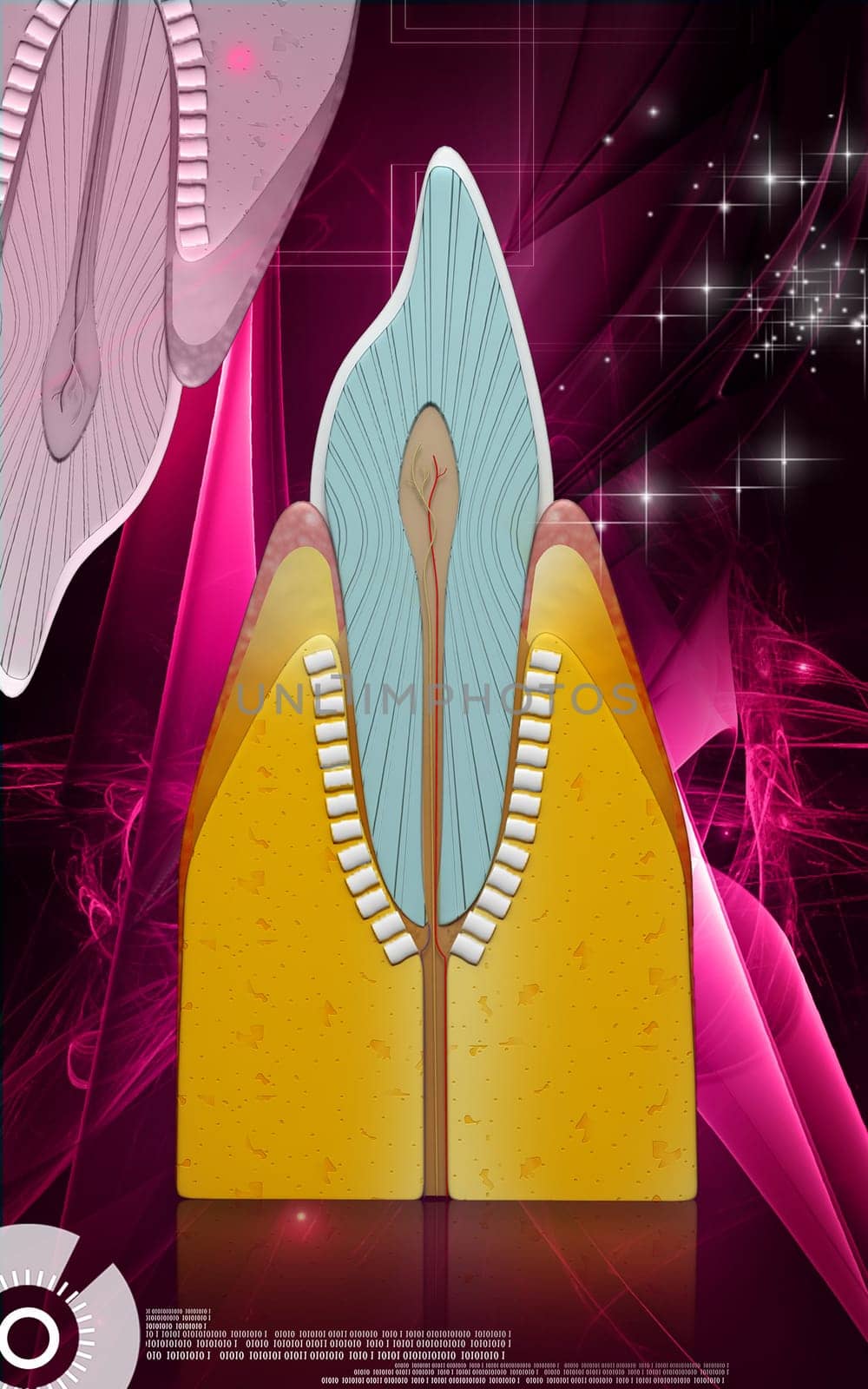 Digital illustration of teeth cross section in colour background