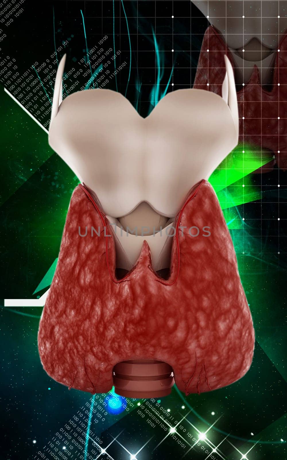 Digital illustration of thyroid in colour background
