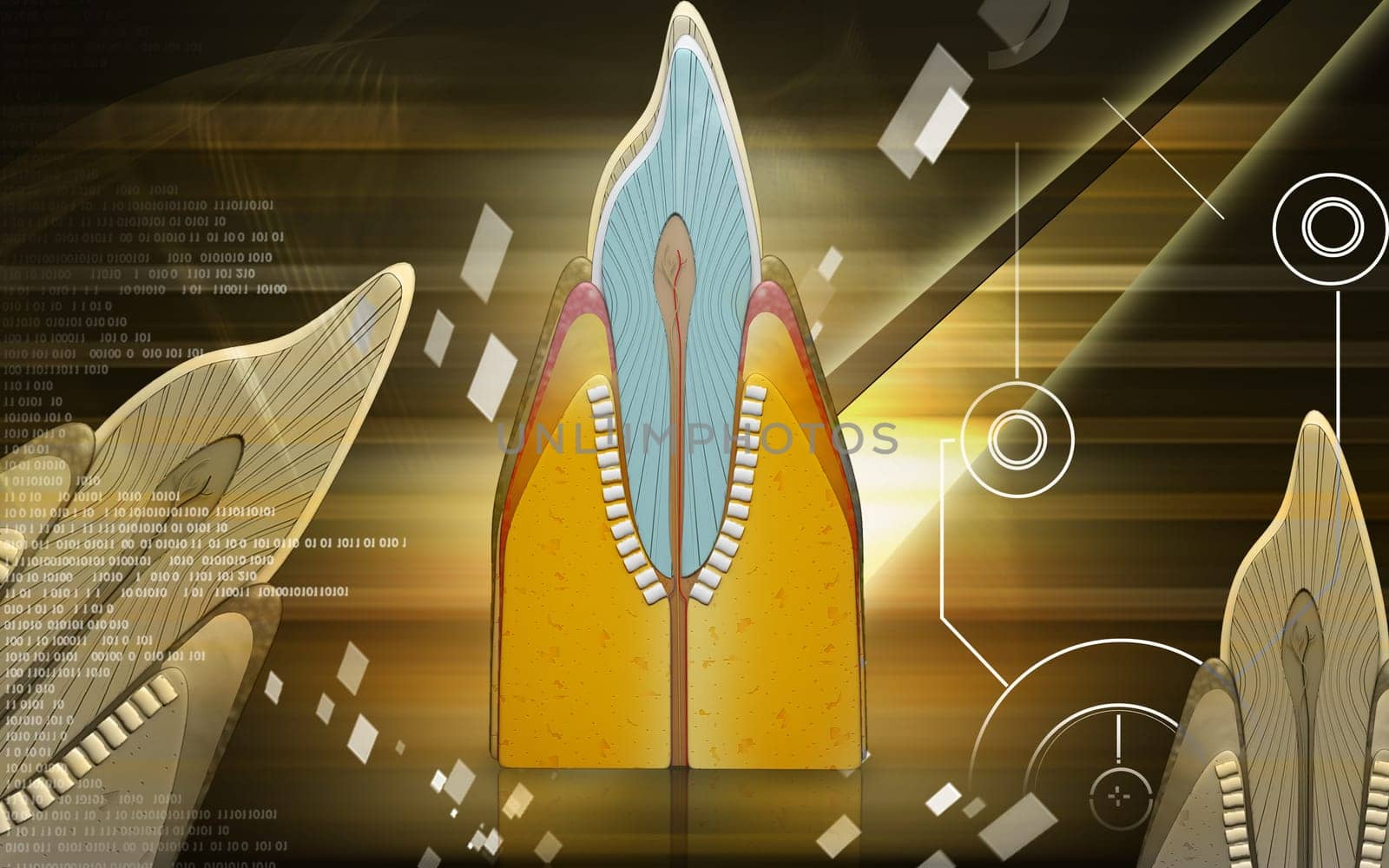 Digital illustration of teeth cross section in colour background