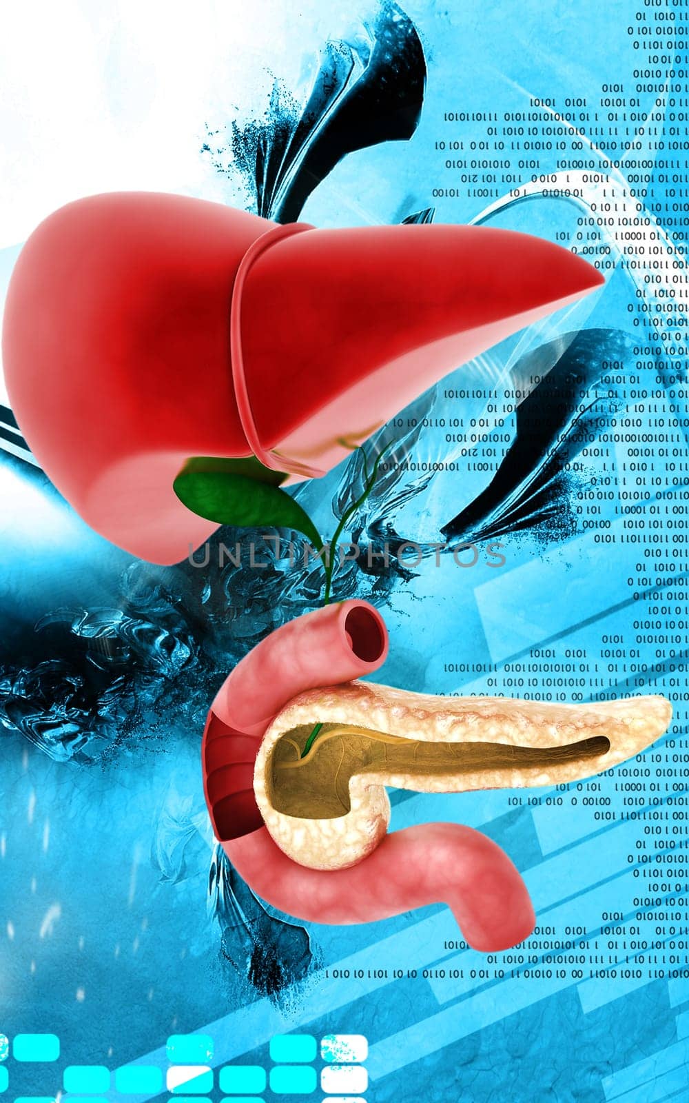 Digital illustration of Pancreas and Liver in colour background