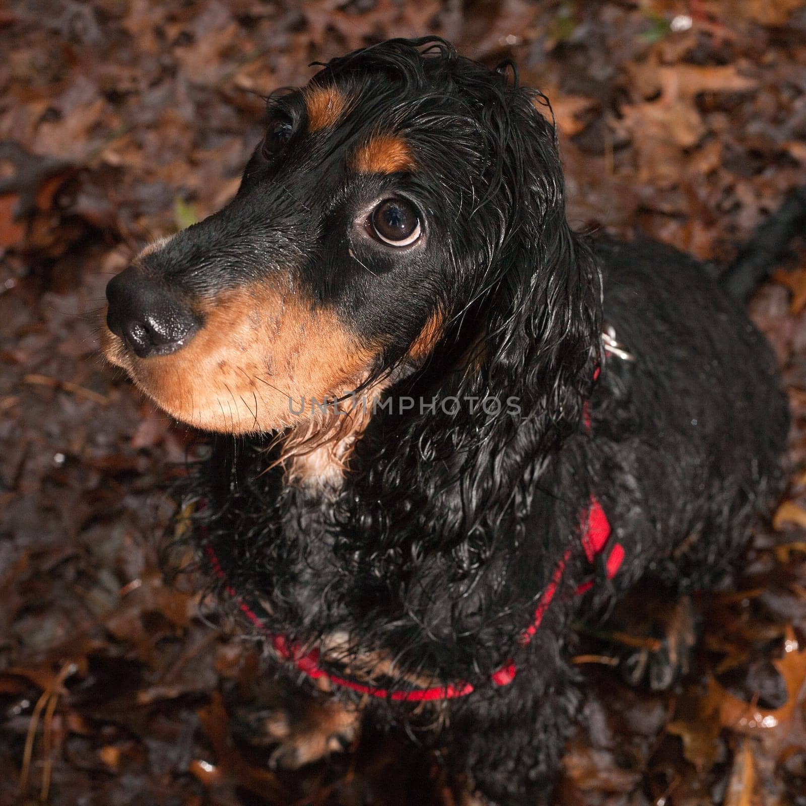Dog is not happy when he's sitting in the rain