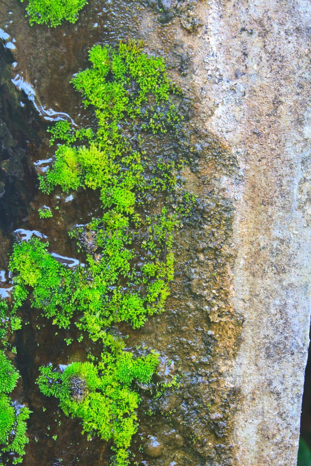 Old wall with moss and various stains, close up