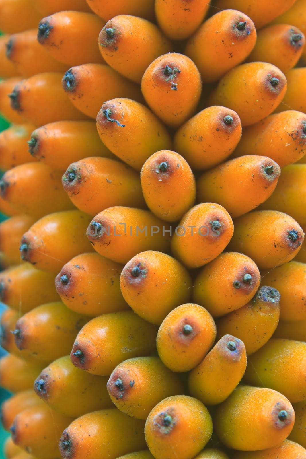 Flora in Thailand, fruit of Amorphophallus campanulatus  in forest of Thailand