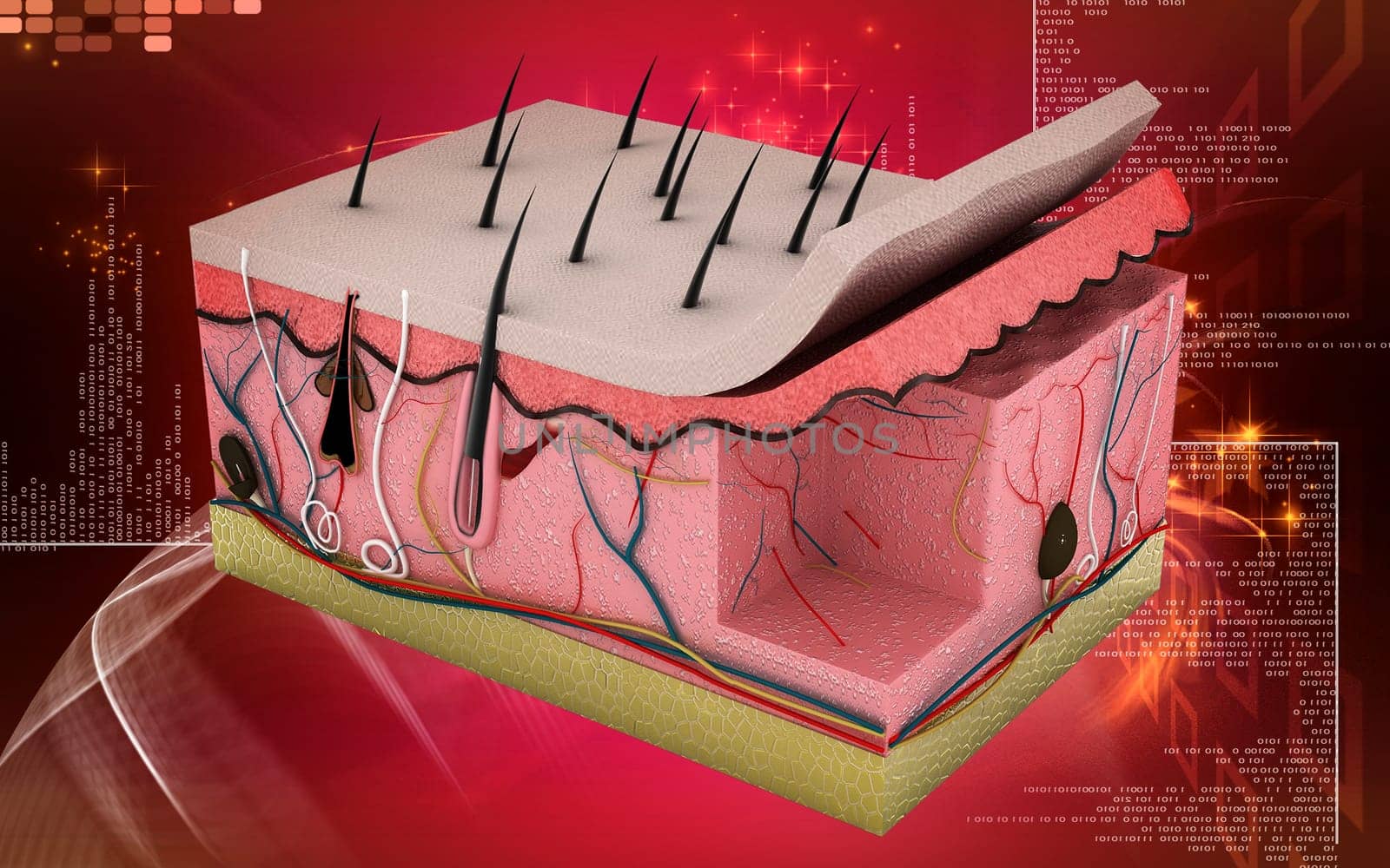 Digital illustration of Skin in colour background