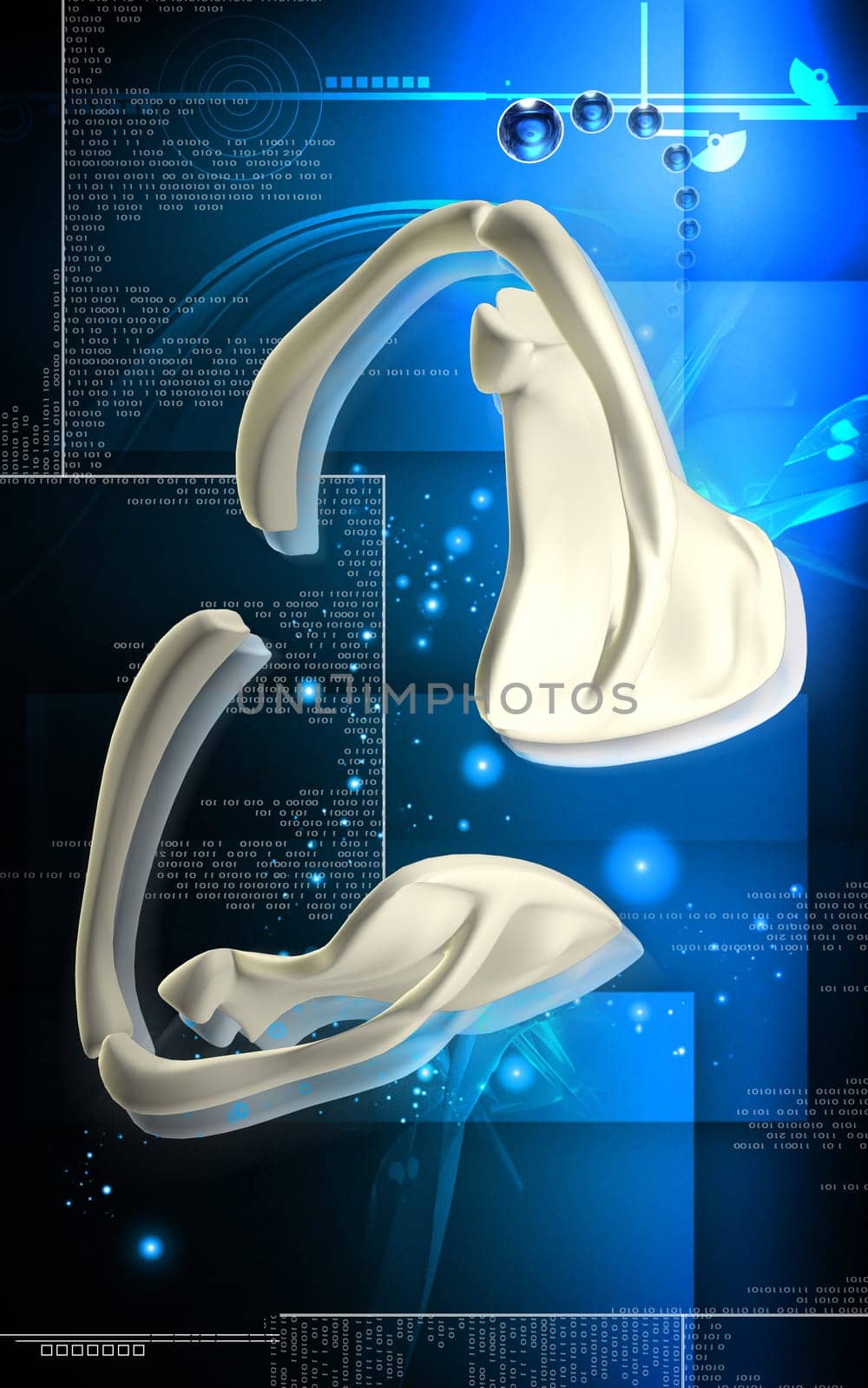 Digital illustration of collar bone in colour background