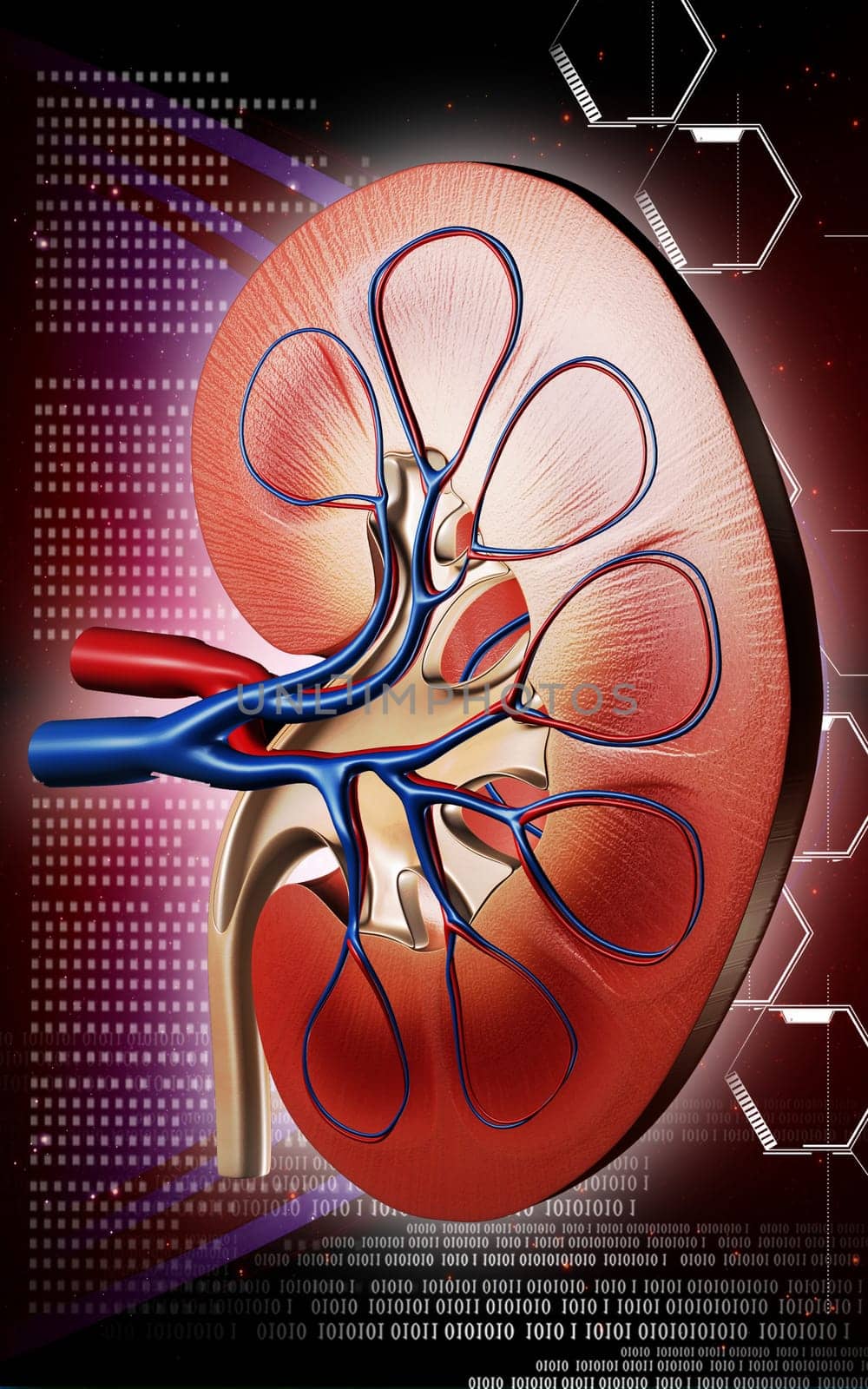 Digital illustration of kidney in colour background