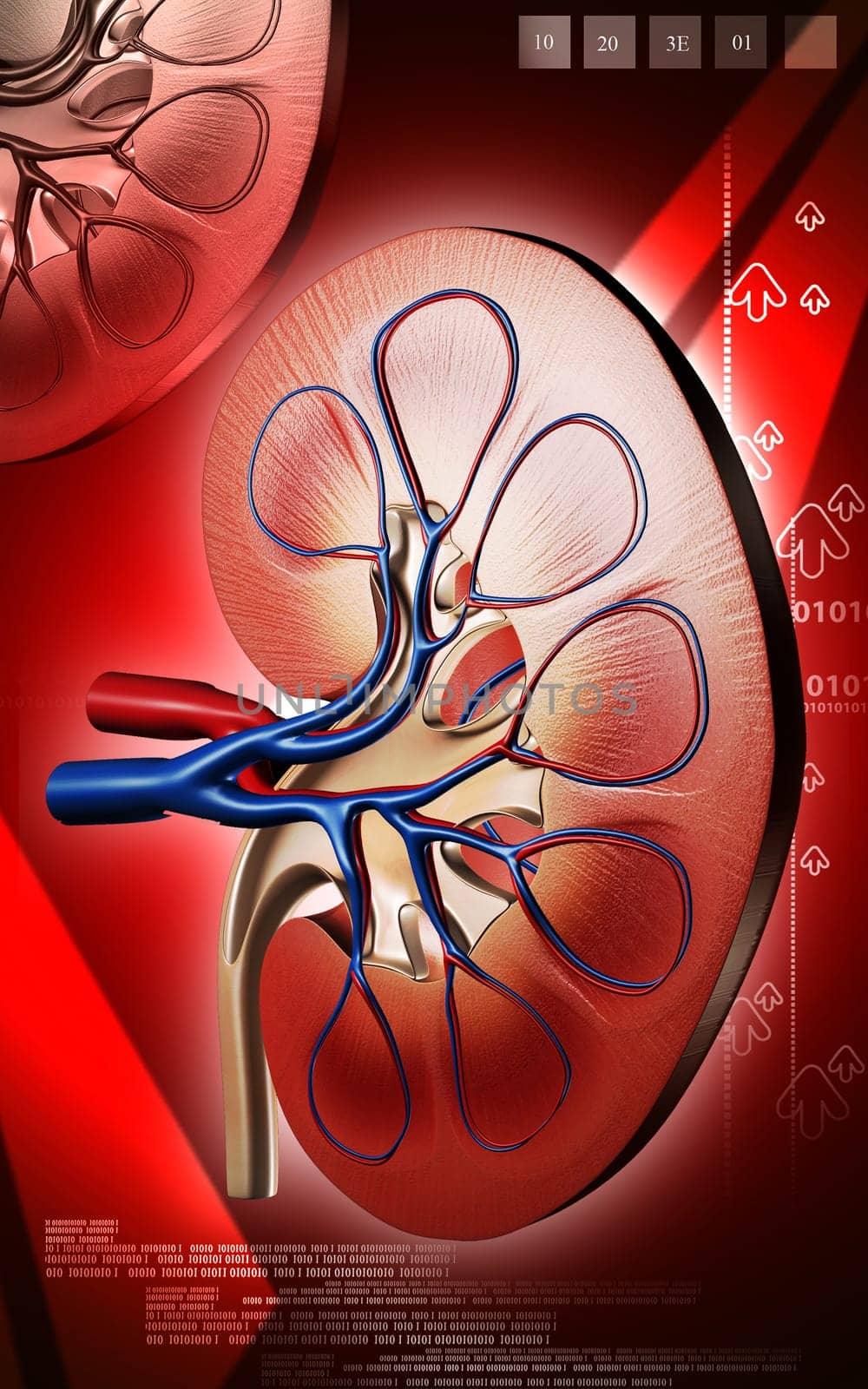 Digital illustration of kidney in colour background