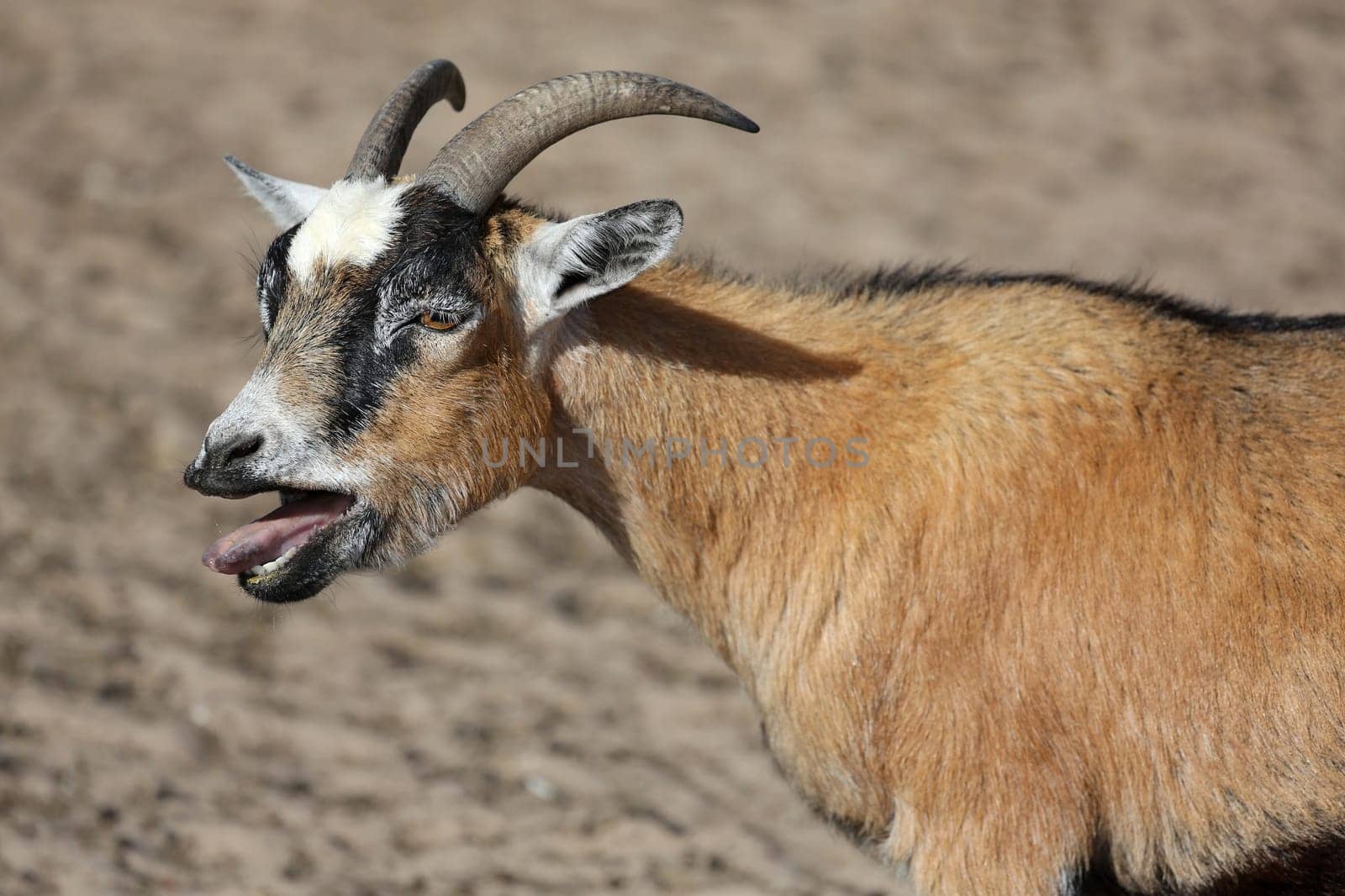 Male billy goat bleating with it s mouth open and showing tongue