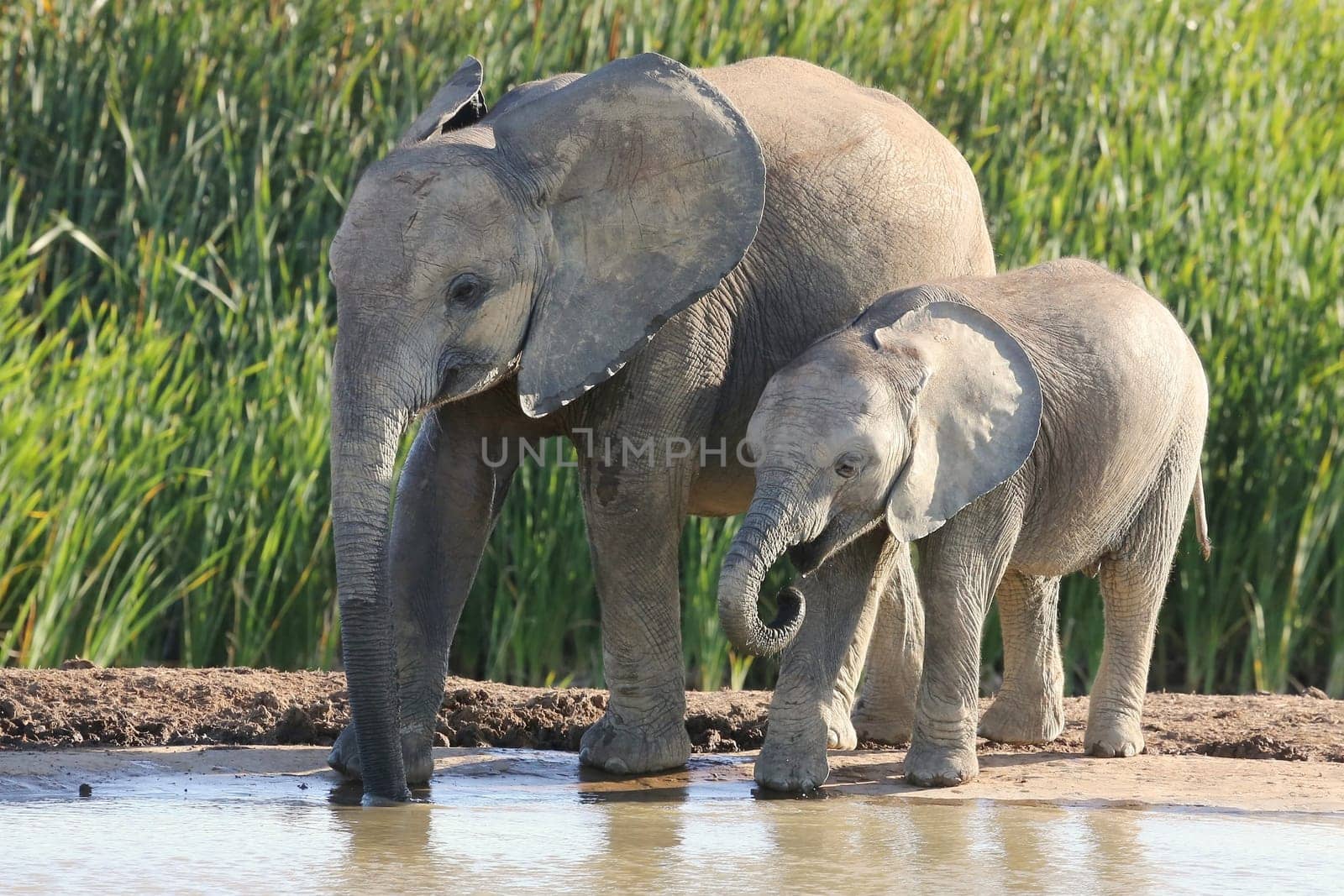Two young African elephant siblings enjoying a drink of water