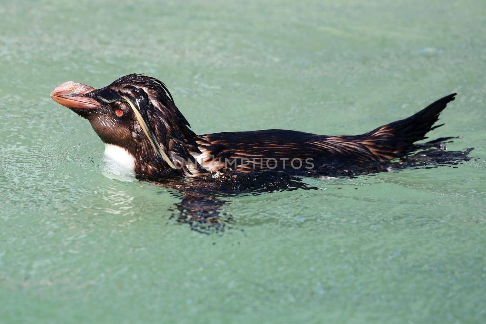 Rockhopper penguin swimming in the sea off South Africa