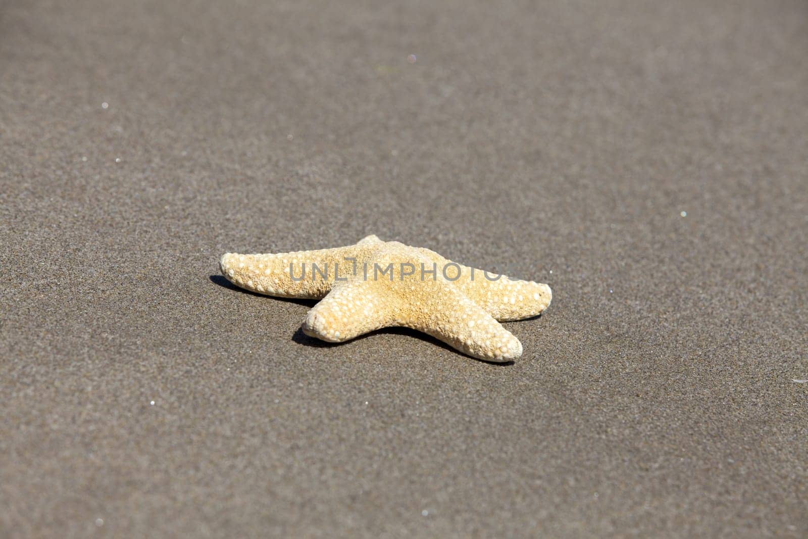 Starfish - Asterias rubens - is located on the sandy beach