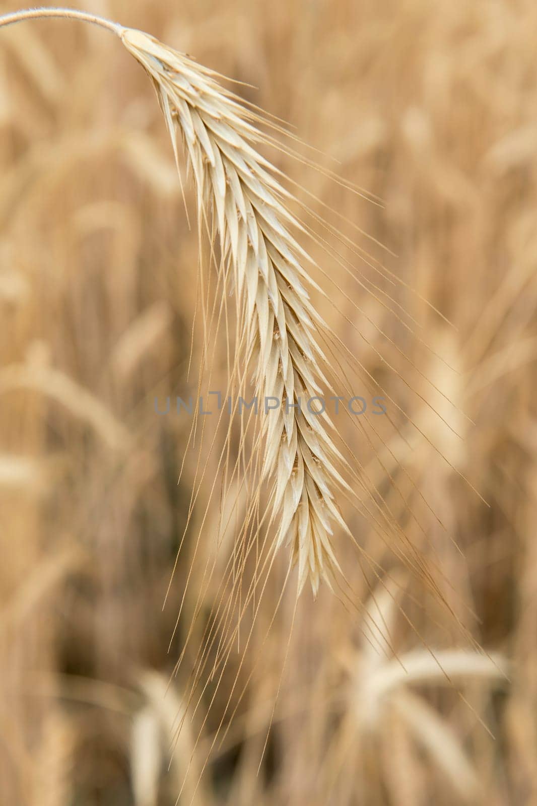 Cereal plants in a crop for the agriculture industry