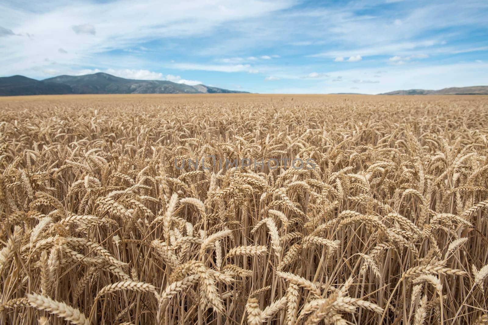 Cereal plants in a crop for the agriculture industry