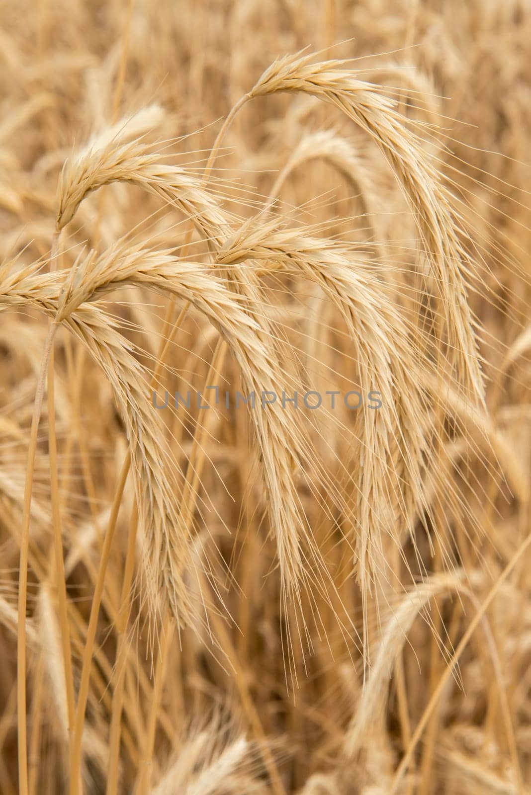 Cereal plants in a crop for the agriculture industry