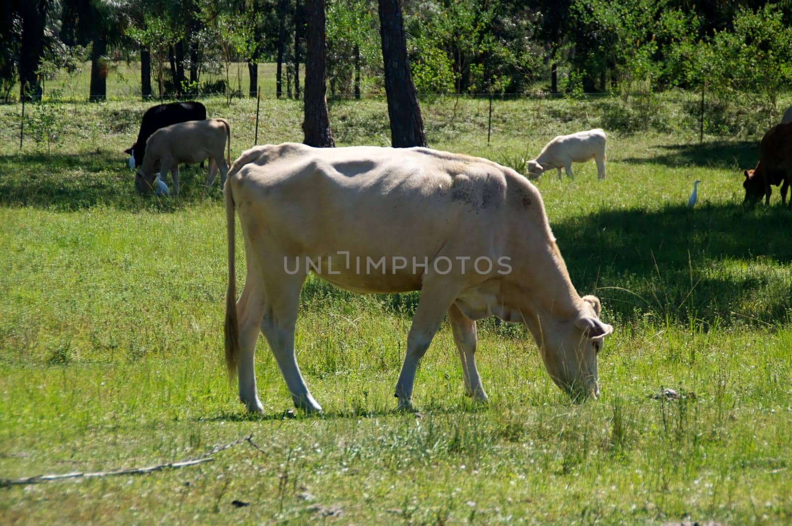 An old white cow is grazing in a field with other cows in the background.