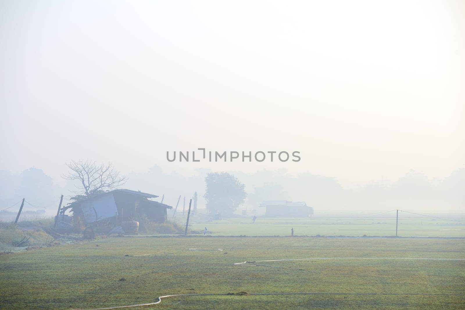 Mist Morning