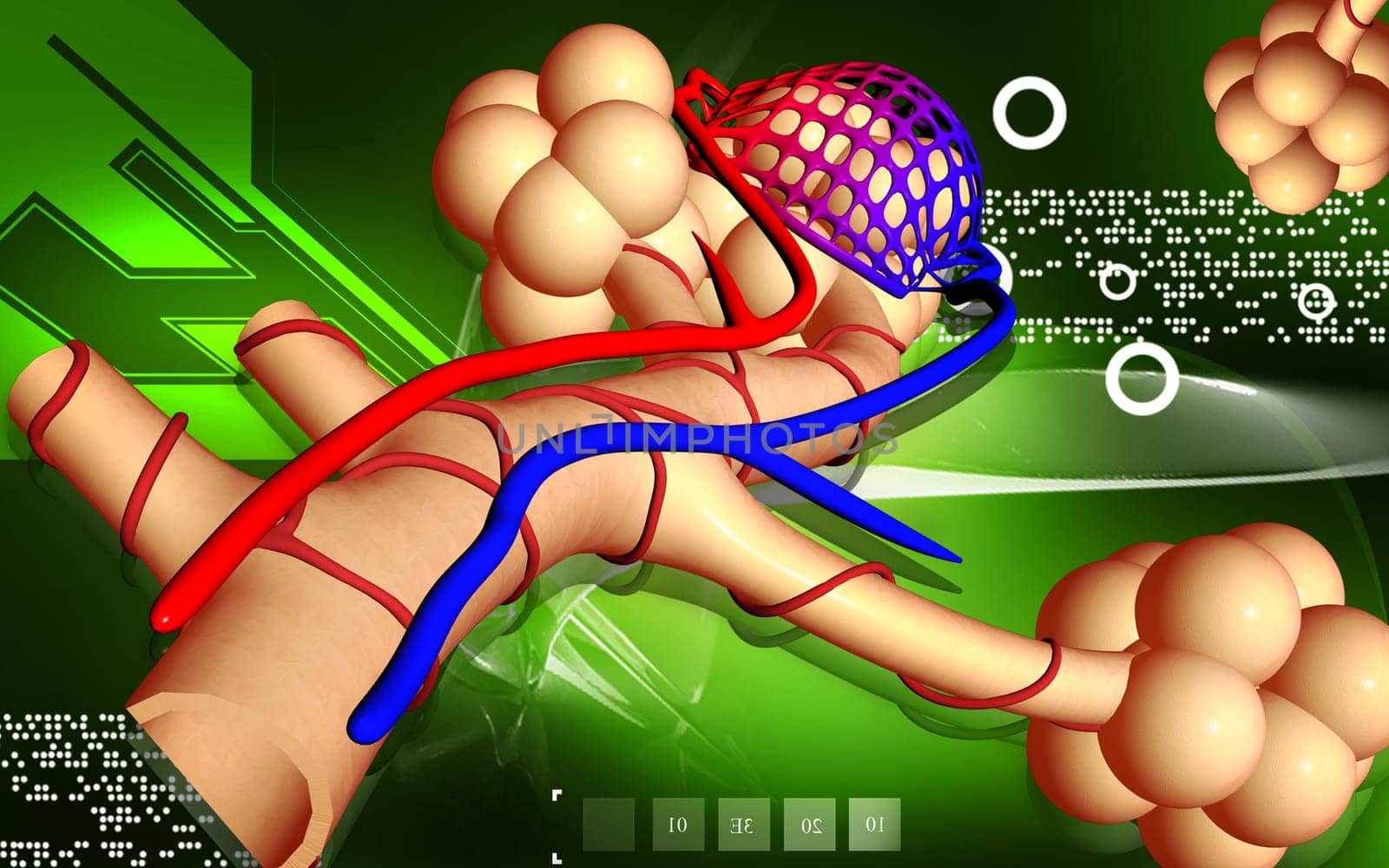 Digital illustration of alveoli in colour background