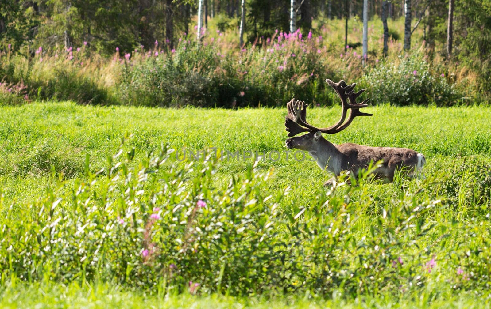 Adult deer with antlers on a background of green grass and forest