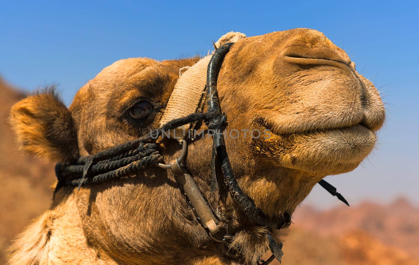 Arabian camel