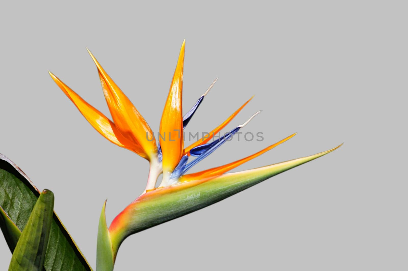 Strelizia