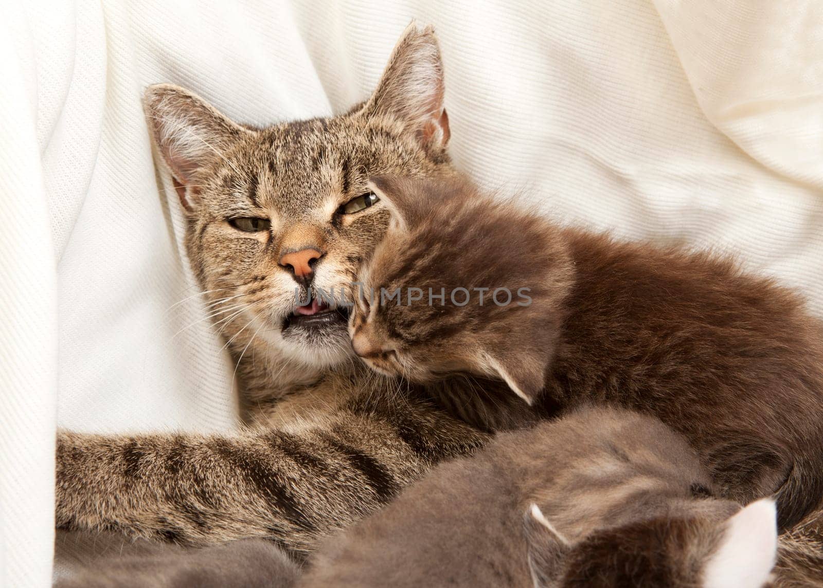 A heap of cat is cuddly babies on their mother