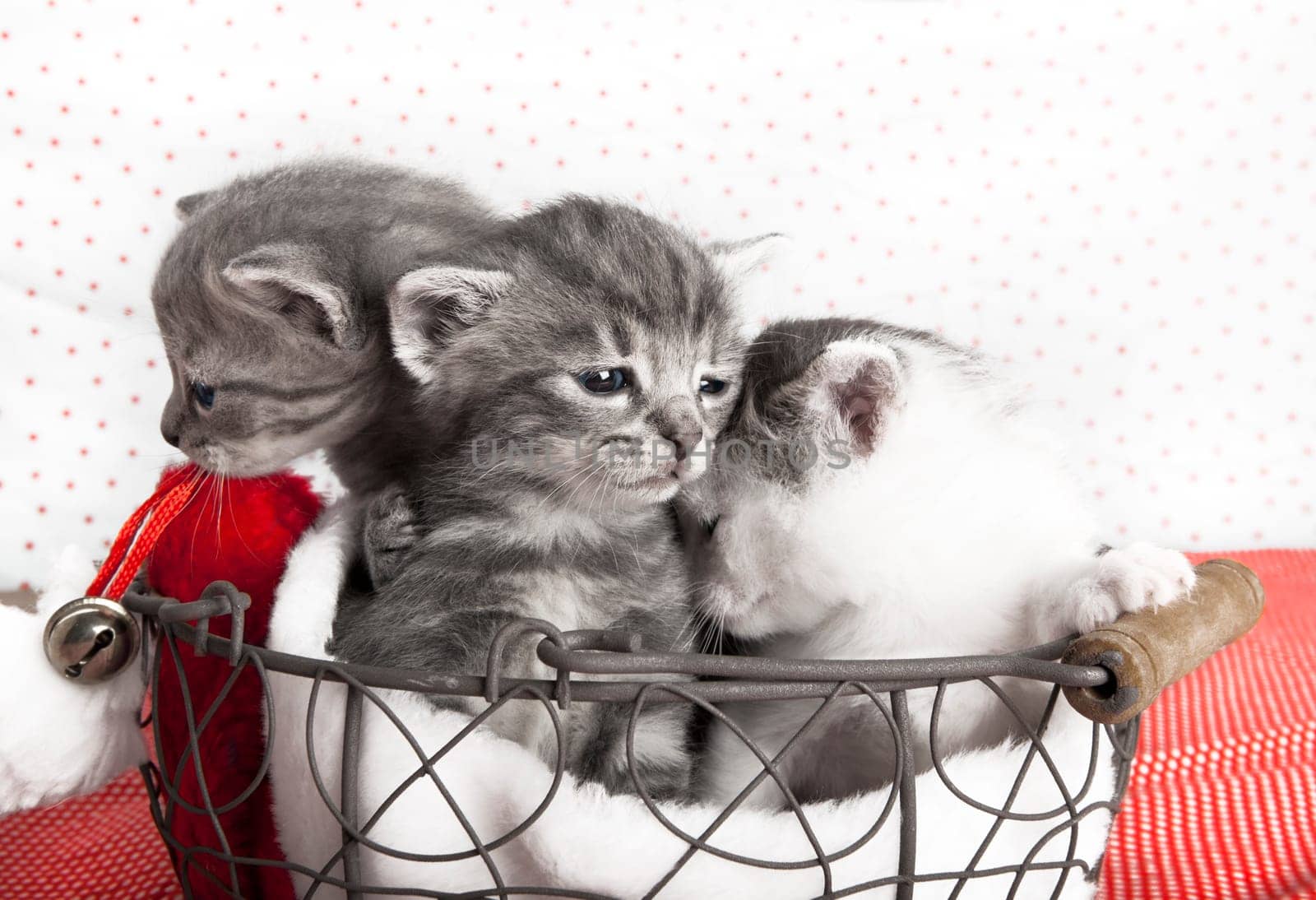 three cats baby in a basket, a few days old, in the background red dots