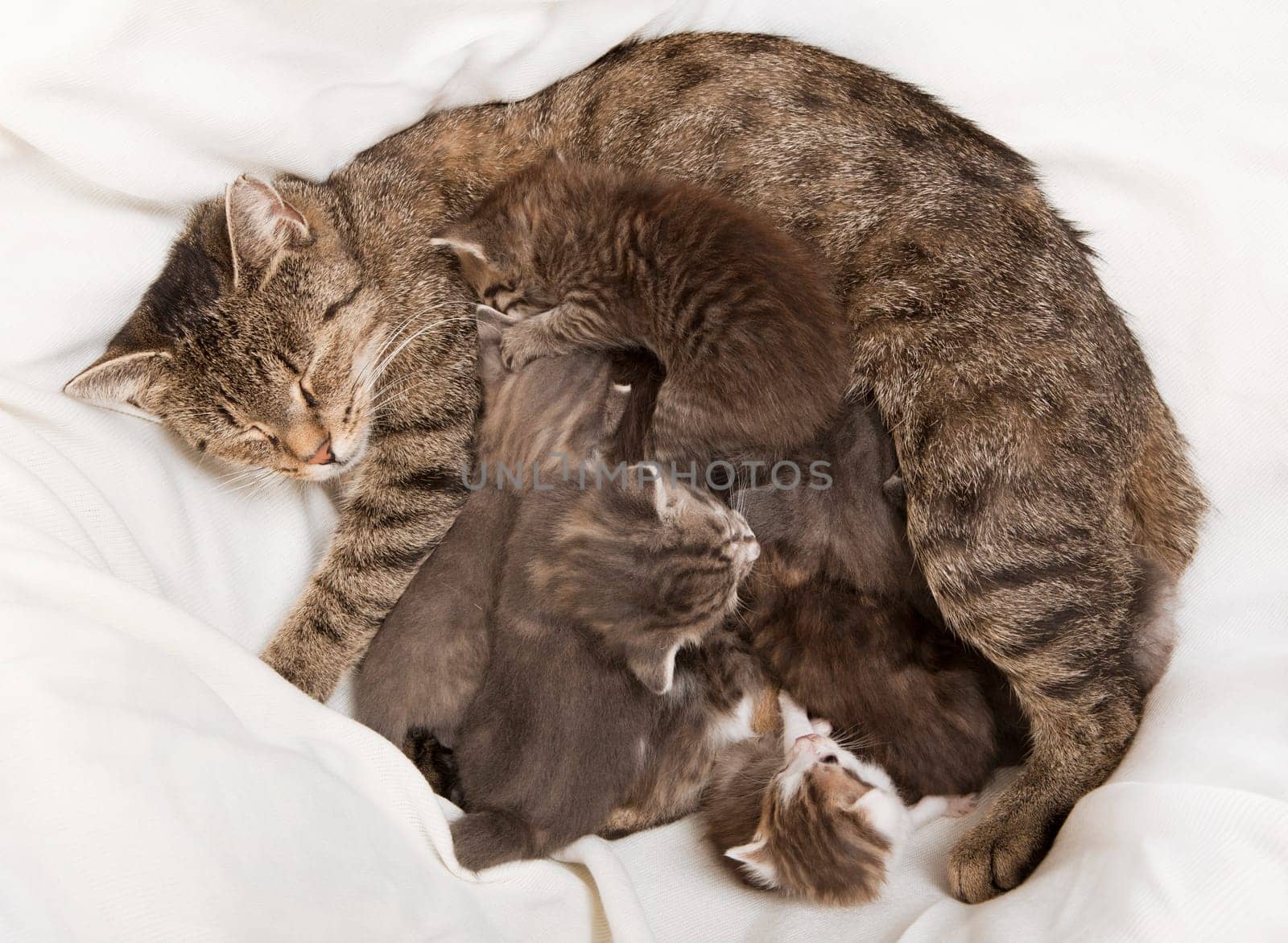 cats babies drink at her mother, a heap of cat is cuddly babies on their mother