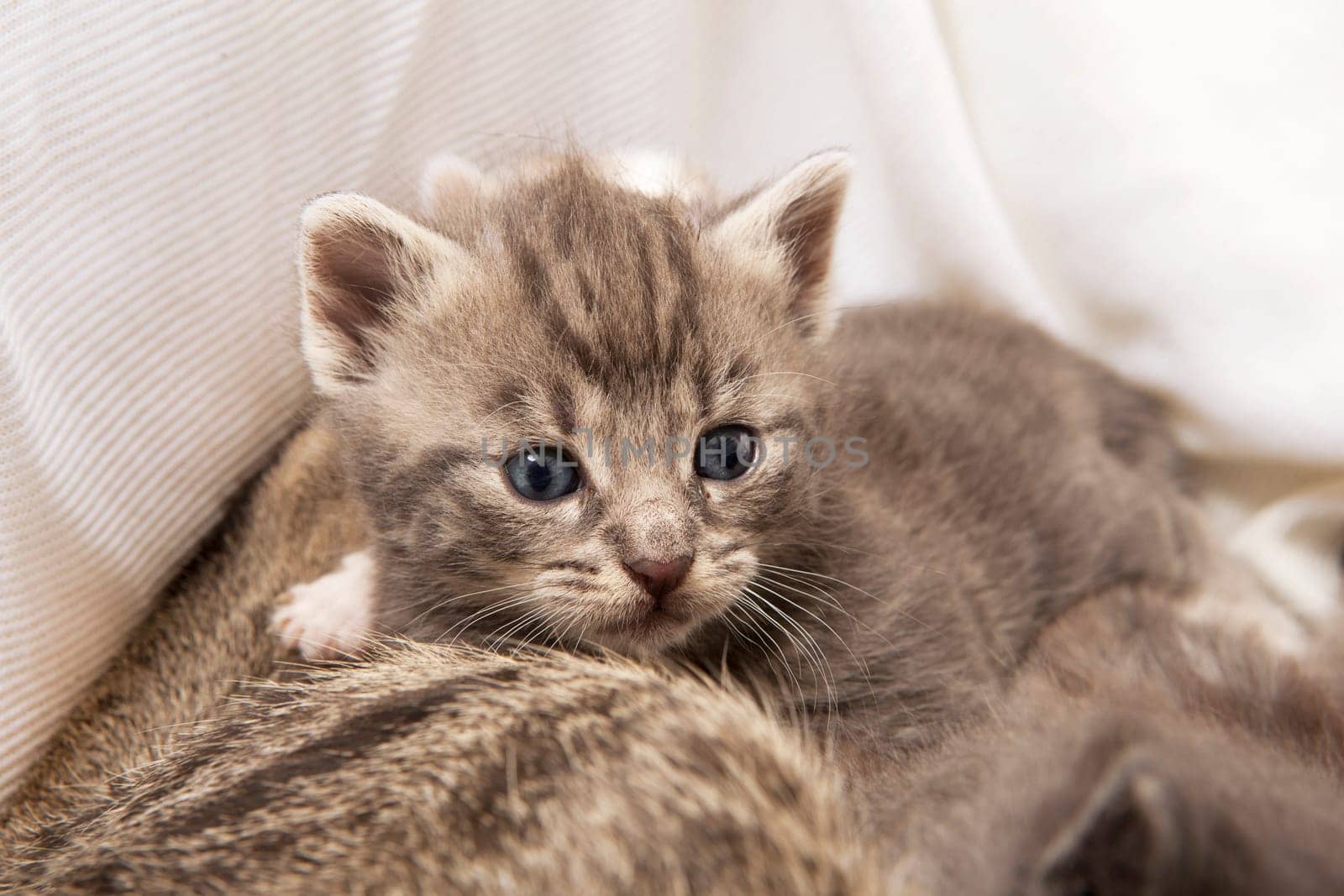 A heap of cat is cuddly babies on their mother