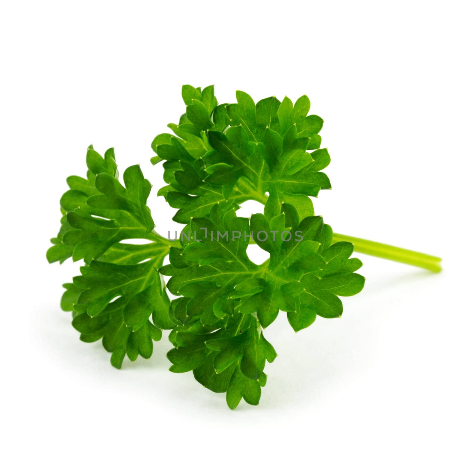 Parsley,close-up of the plant on a white background