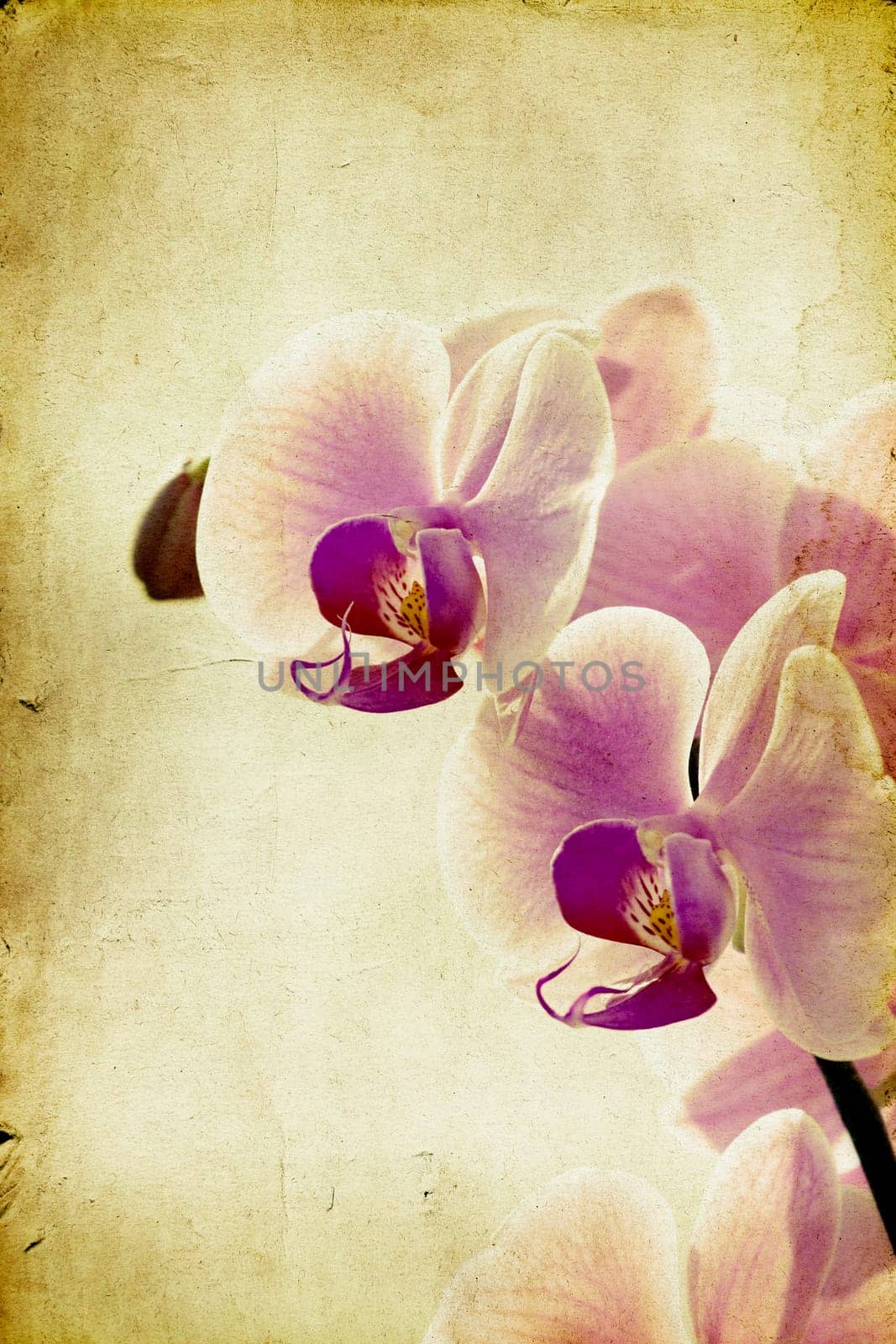 Pink orchid on vintage paper background