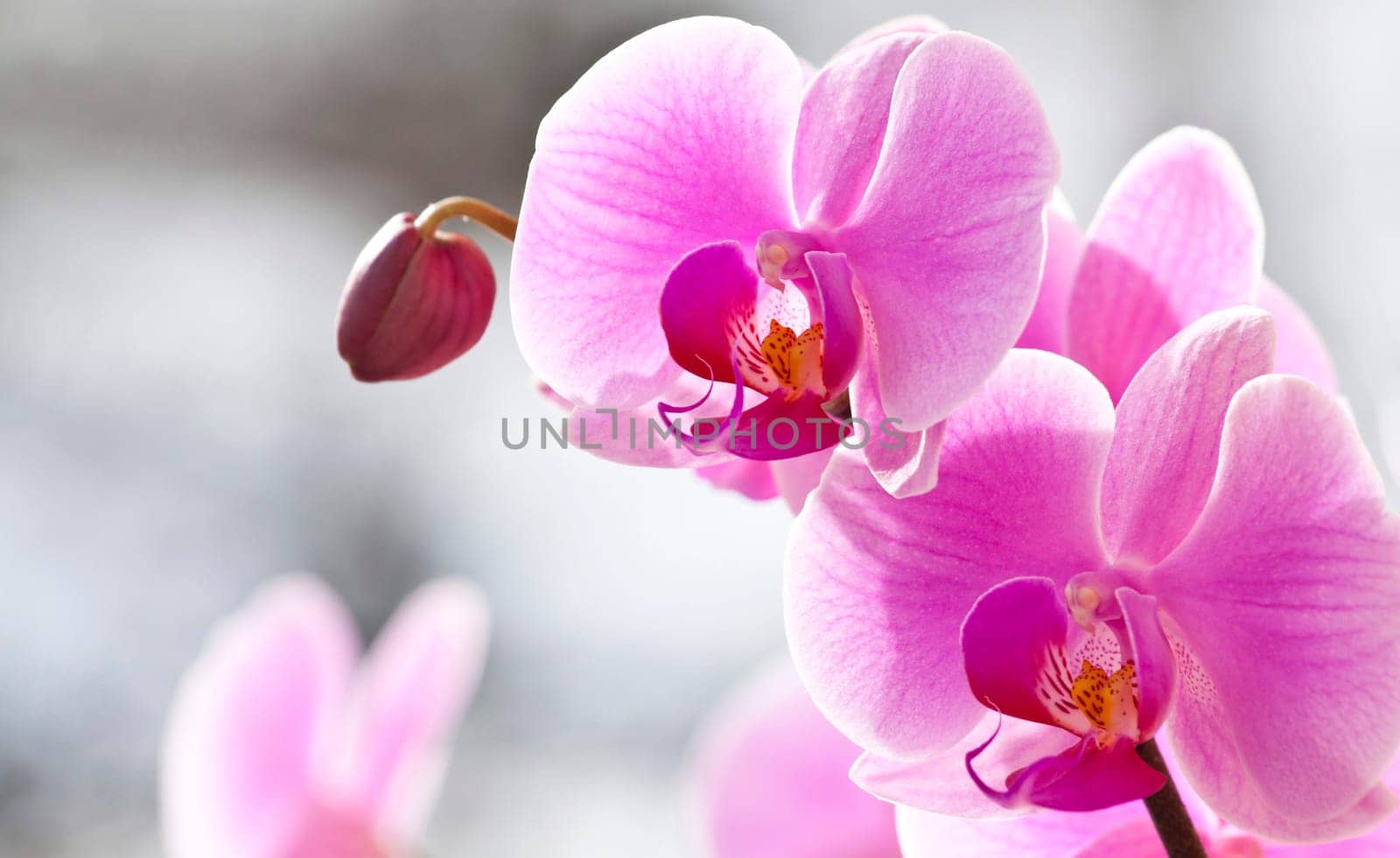 Pink orchid in the spring