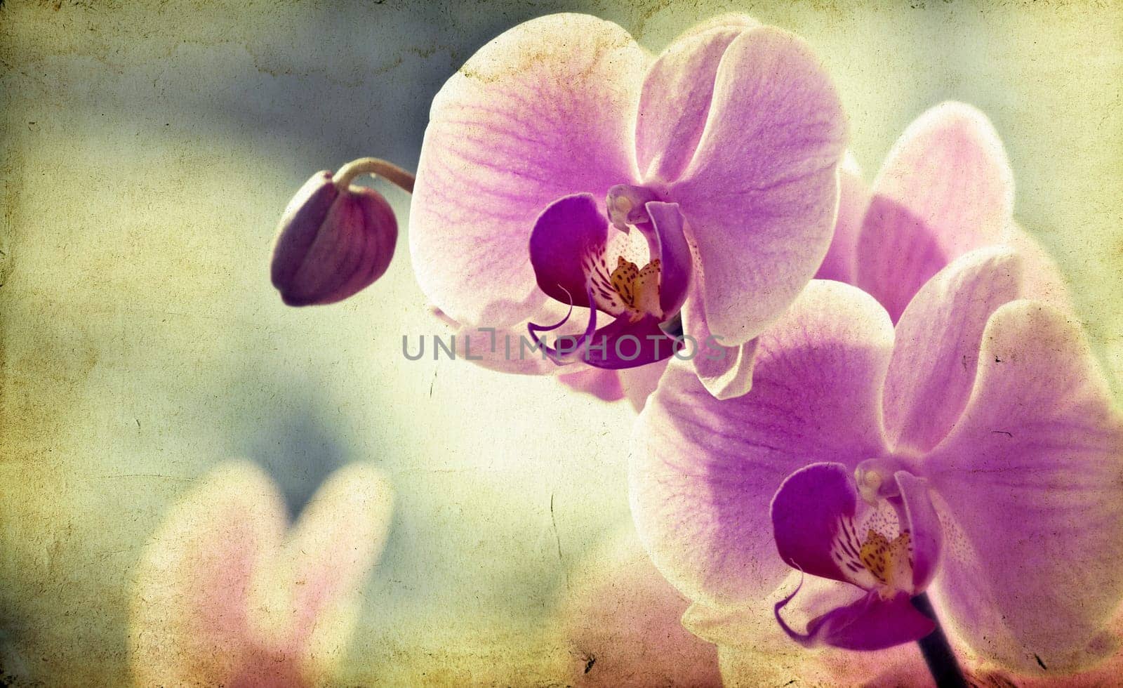 Pink orchid on vintage paper background