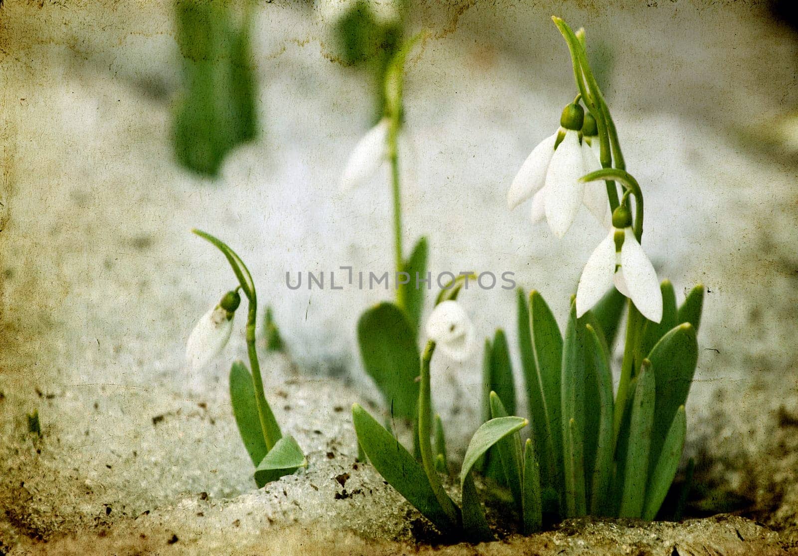 Early Snowdrop flowers on vintage background