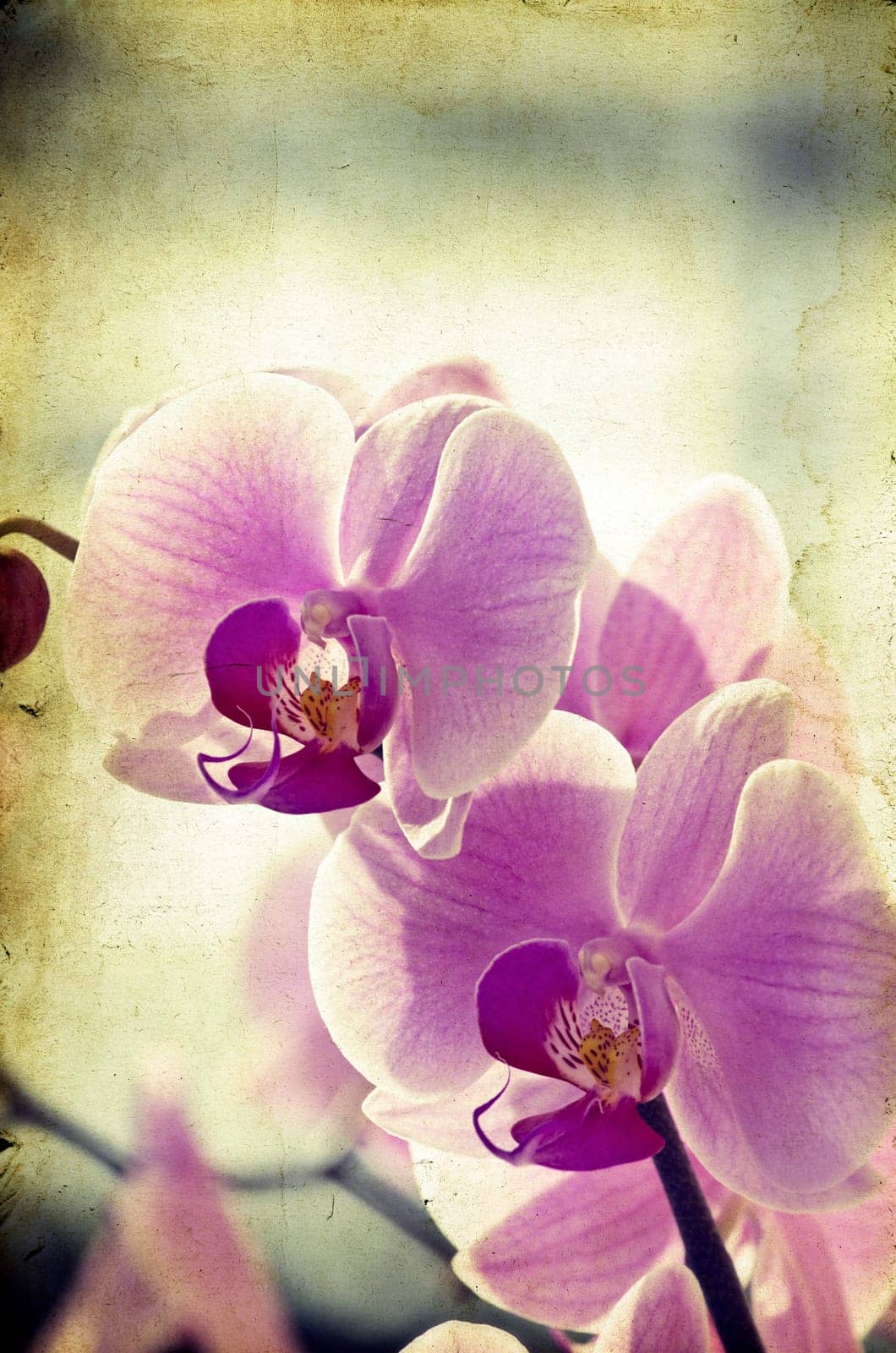 Pink orchid on vintage paper background