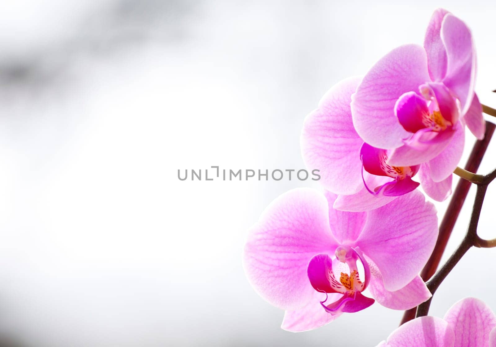 Pink orchid in the spring