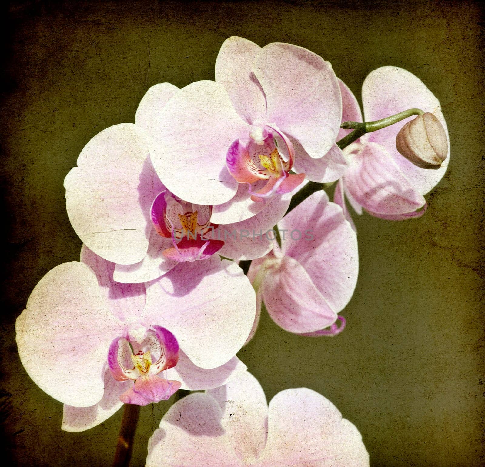 Pink orchid on vintage paper background