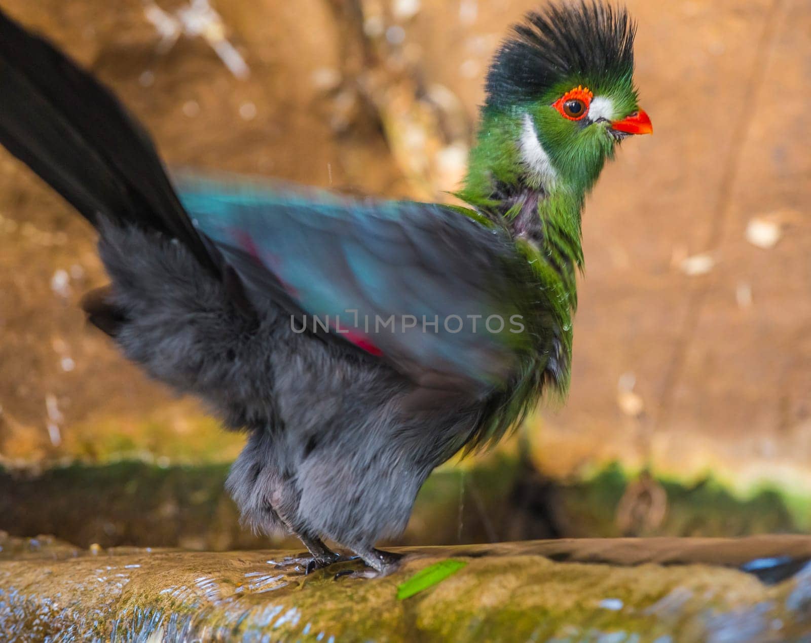 Guinea Turaco also known as Green Turaco - Tauraco persa