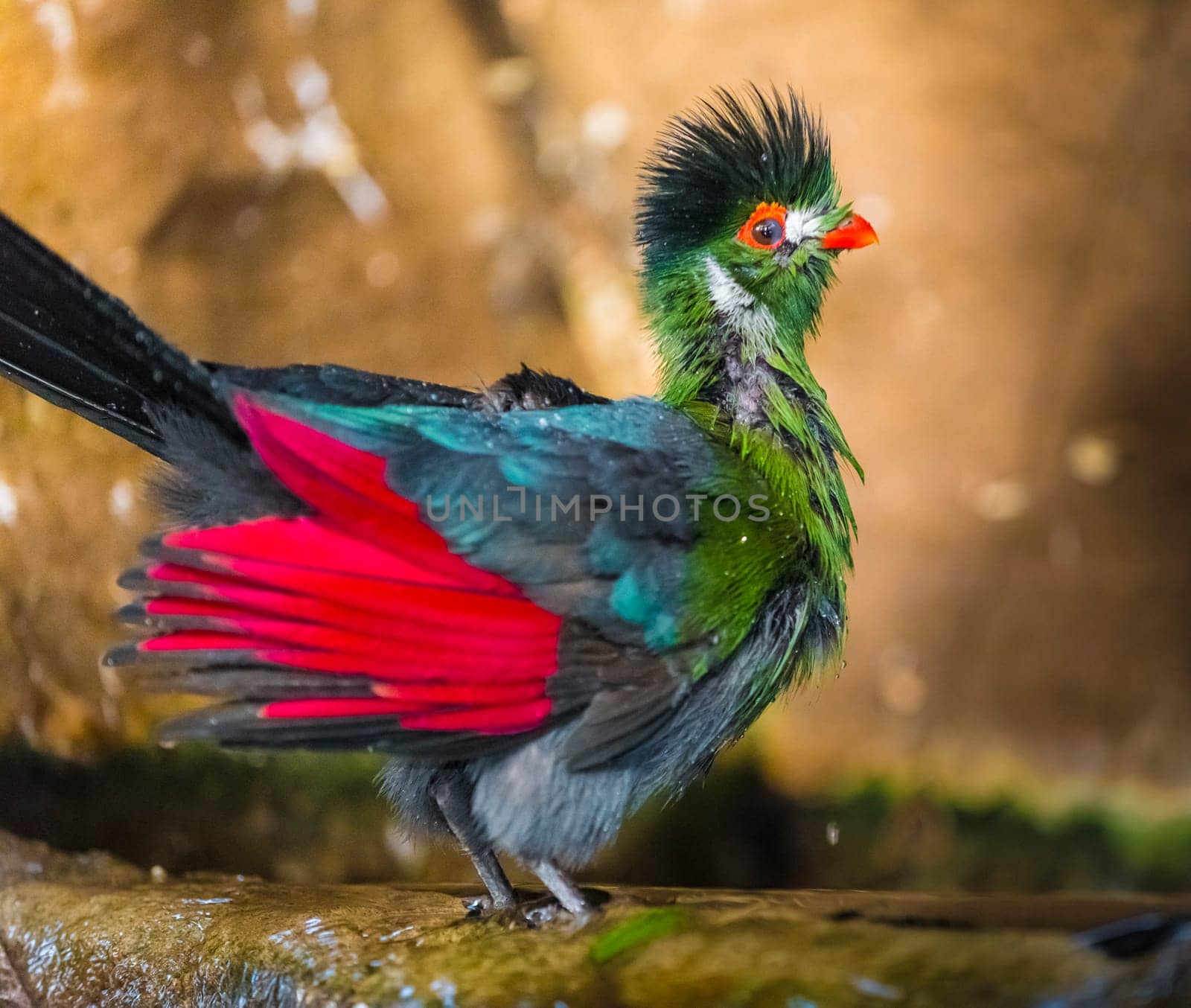 Guinea Turaco also known as Green Turaco - Tauraco persa