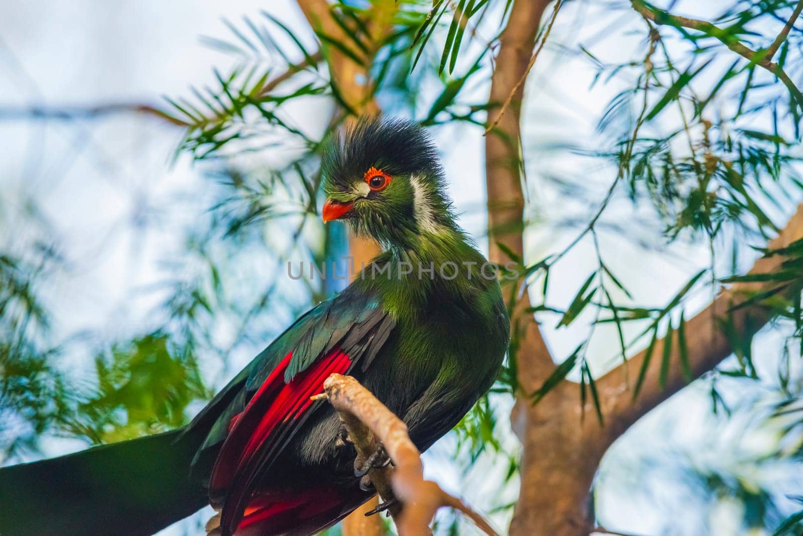 Guinea Turaco also known as Green Turaco - Tauraco persa