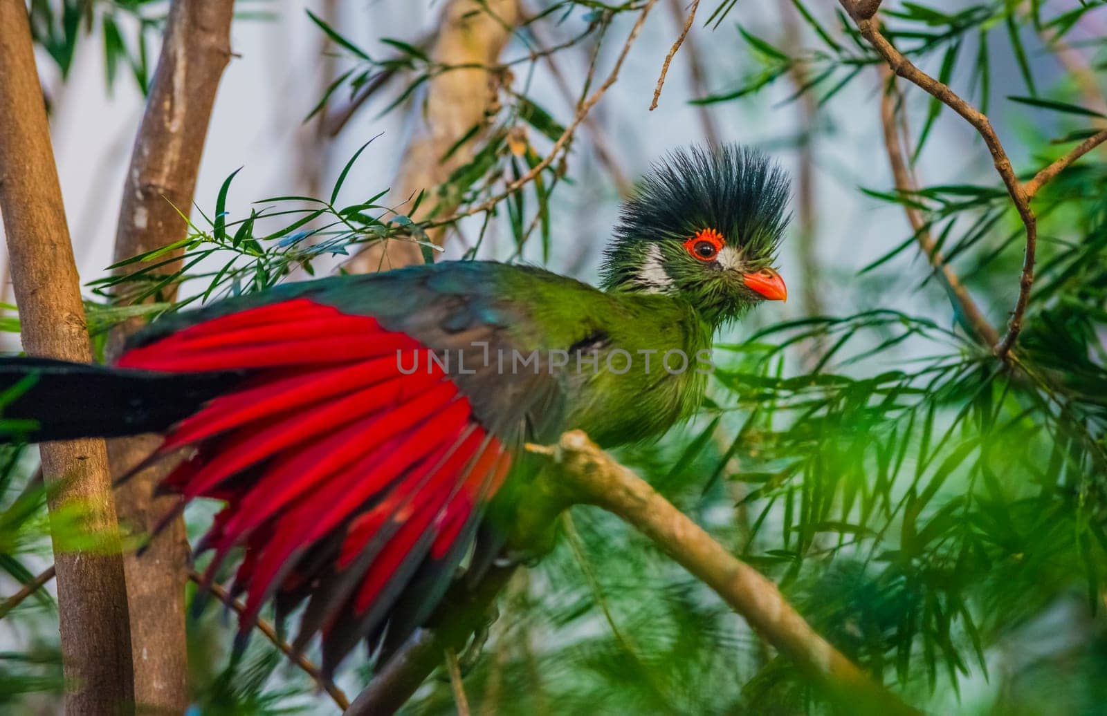Guinea Turaco also known as Green Turaco - Tauraco persa