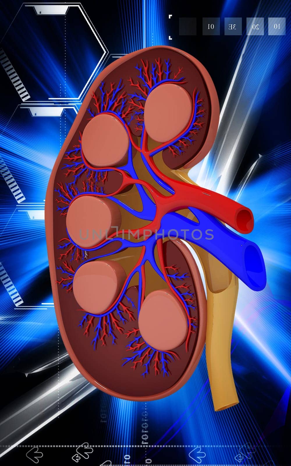 Digital illustration of kidney in colour background