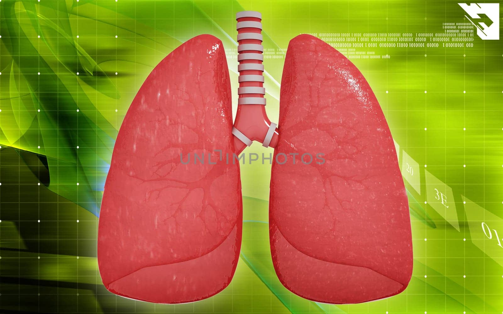 Digital illustration of human lungs in colour background