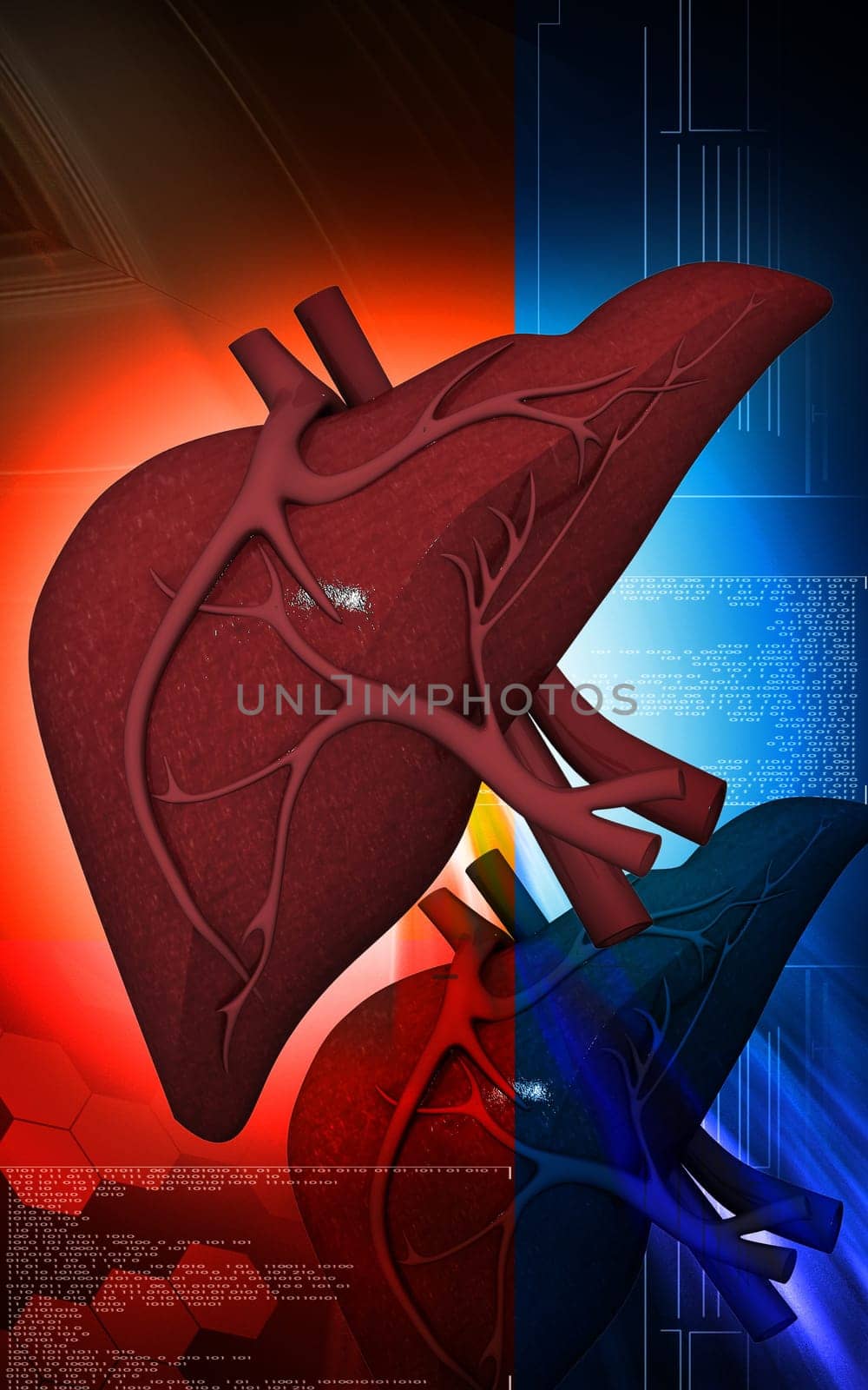 Digital illustration of liver in colour background