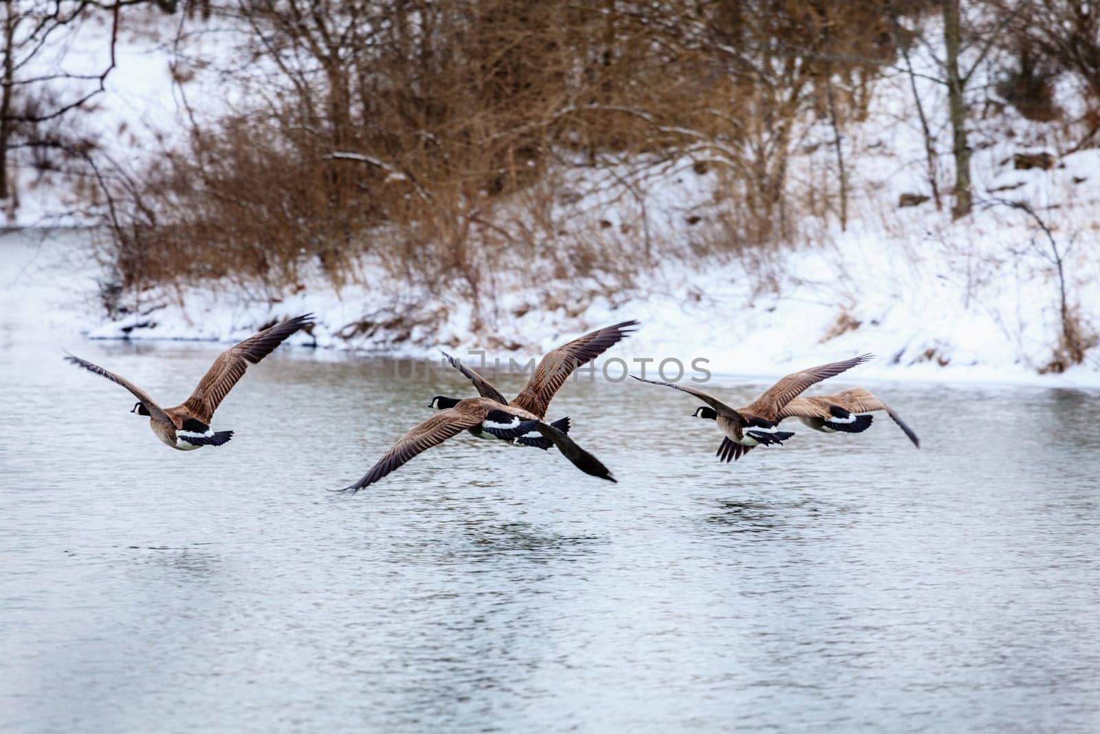 Canadian geese flying over a lake in Central Kentucky in winter