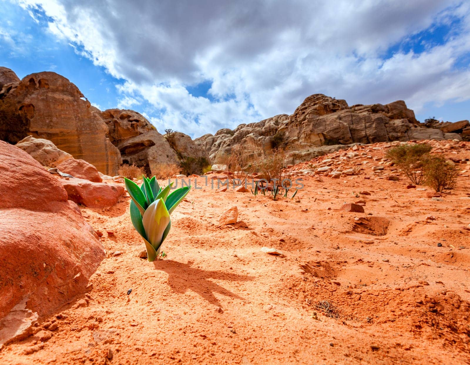 A new plant growing out of sand in the desert at Petra in Jordan