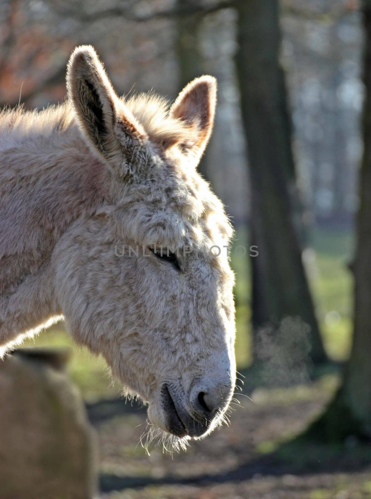 Portrait of a white donkey